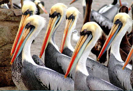 The Ballestas Islands boat tour