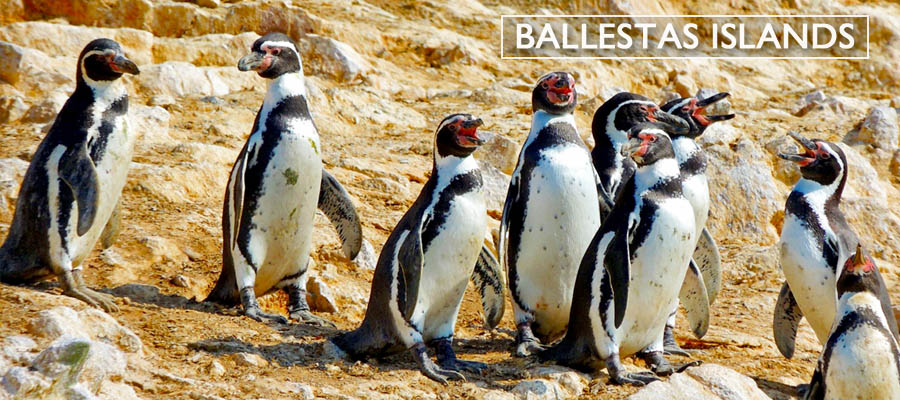 The Ballestas Islands boat tour