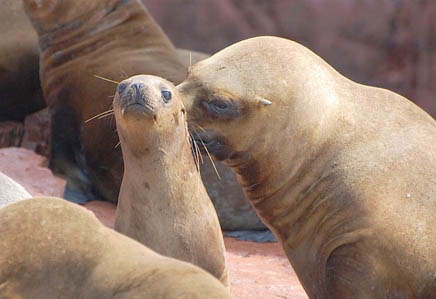 The Ballestas Islands boat tour