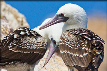 Ballestas Islands Birds