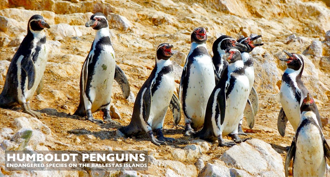 Ballestas Island Penguins