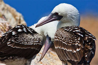 Ballestas islands boat tour