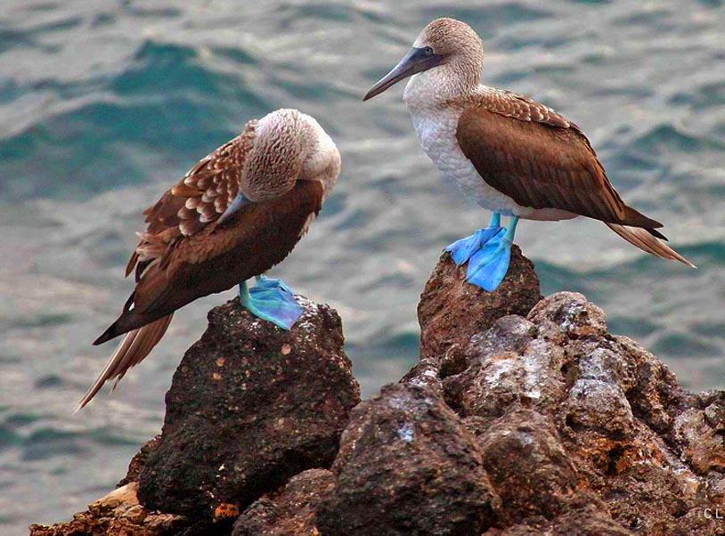 Ballestas islands