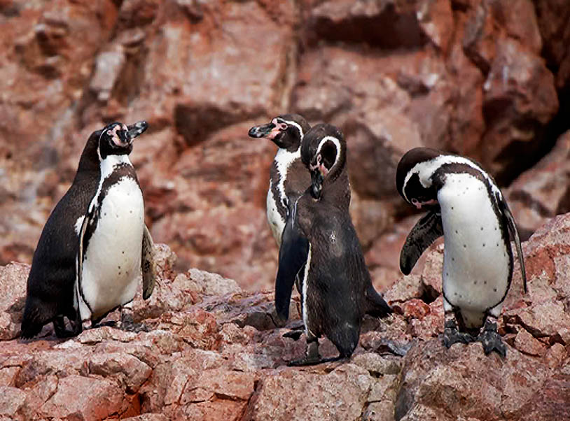 Ballestas islands