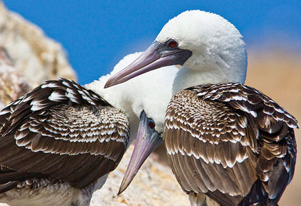 The Ballestas Islands boat tour