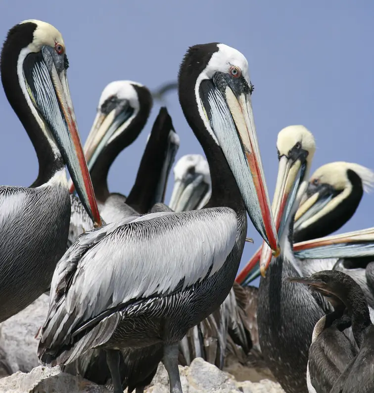 Seabirds near the Ballestas Islands