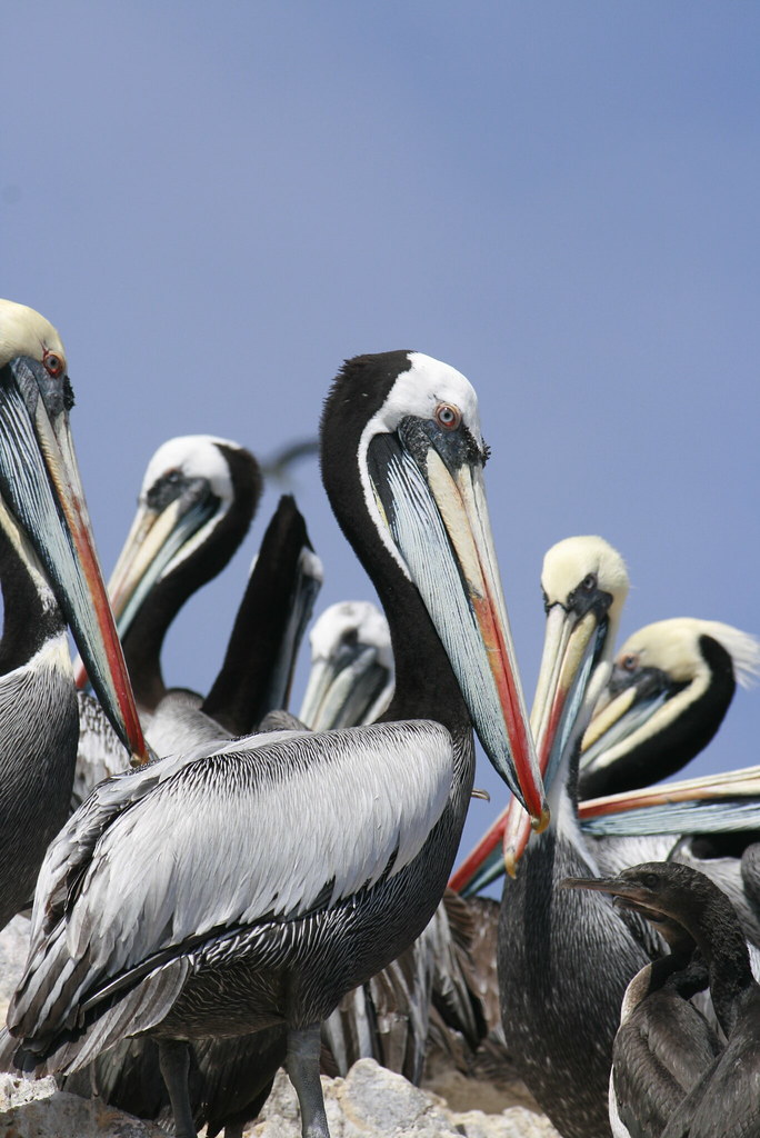 Boat tour near the Ballestas Islands off the coast of Paracas