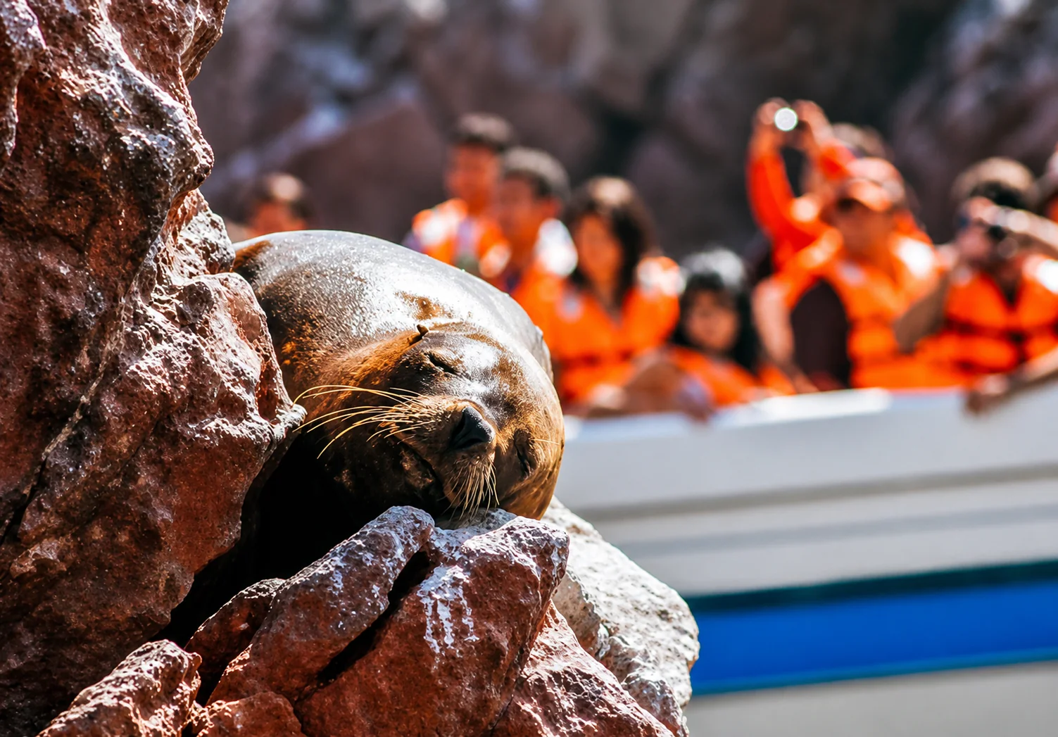 Sea lion at the Ballestas Islands