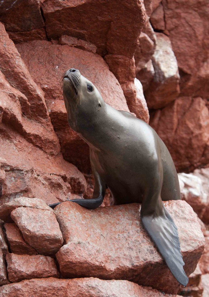 Wildlife and rocky scenery around the Ballestas Islands